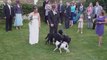 Dogs Ruining Weddings