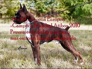 Boxer Europeo en México-Euro de alidog La promesa