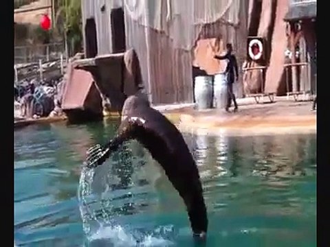 ma fille jenny a réaliser ses rêves travailler avec des otaries