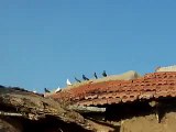 Ankara Kochisar Cebirli Köyü Taklaci Güvercinler