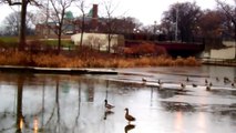 Ducks Landing on Ice Water and Sliding November, 2014, Humboldt Park Lagoon, Chicago.