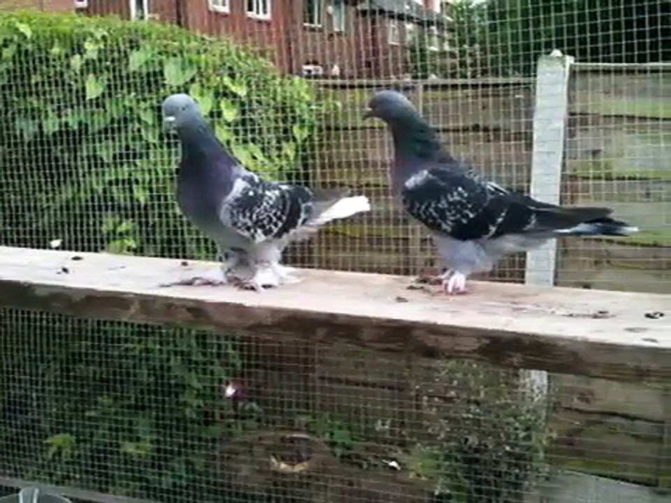 guvercin londra, takla guvercin, takla tumbler, takla pigeons, turkish takla, turkish tumbler