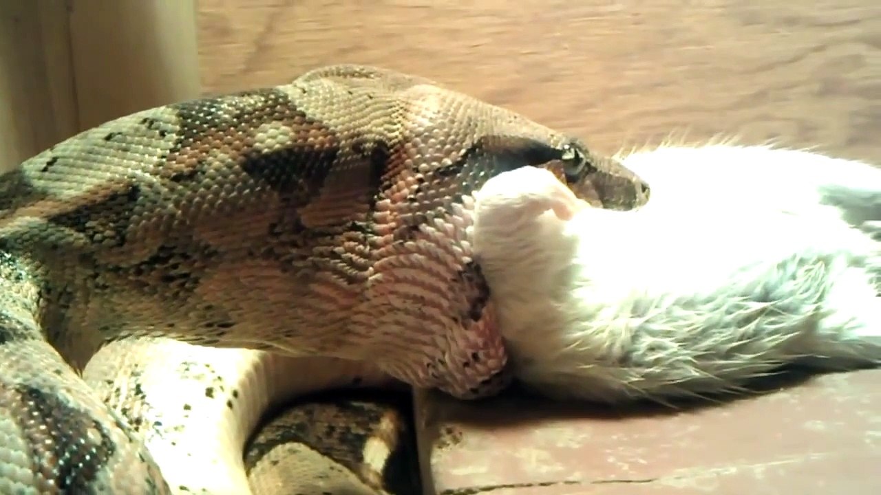 Columbian Red Tailed Boa - Eating Rat