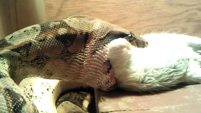 Columbian Red Tailed Boa - Eating Rat