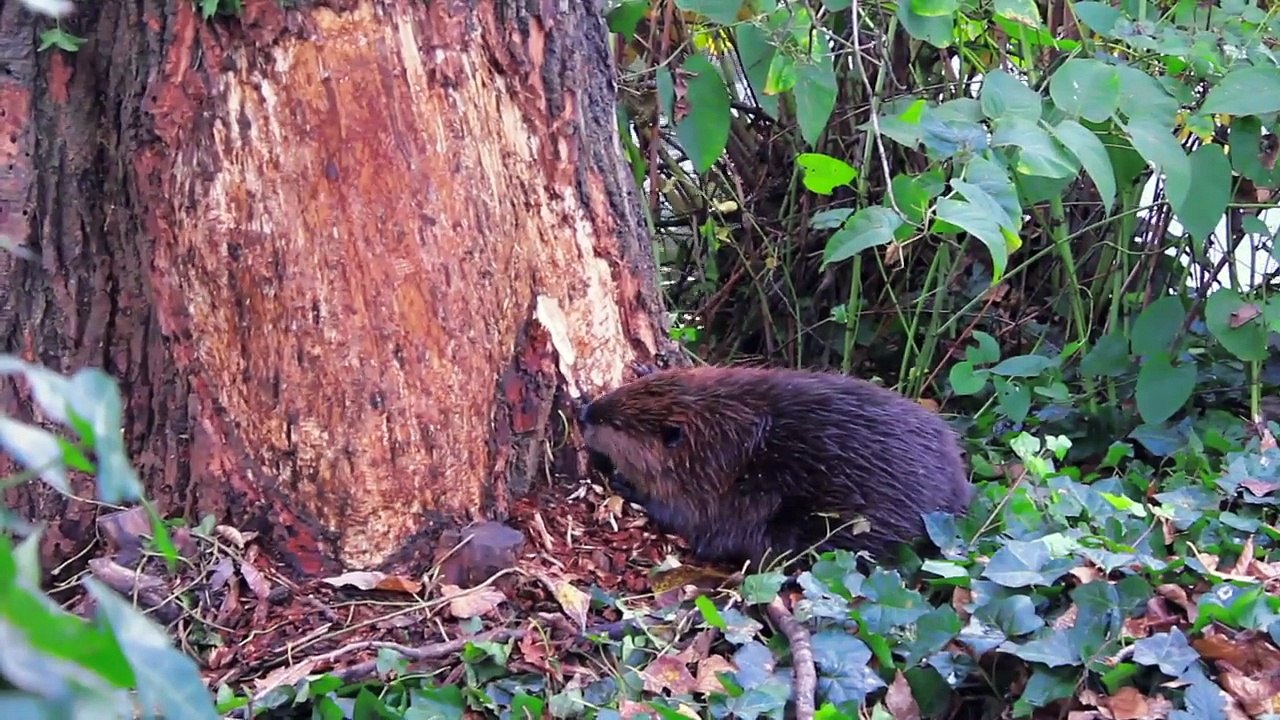 ROUSes (Beaver chewing down a large tree)