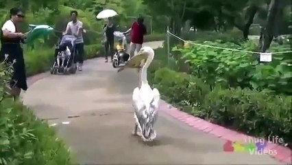 Dieren Thug Life / Animal Thug Life Compilation