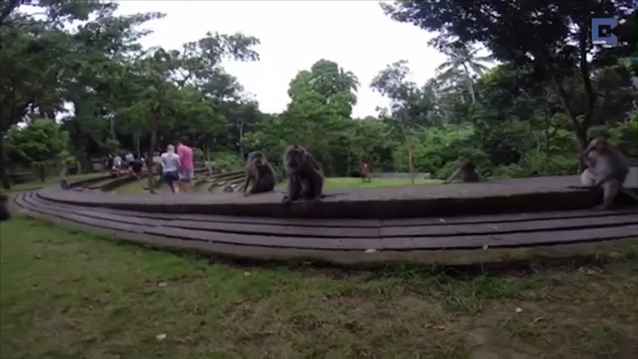 Cheeky Monkey Takes Selfie With Tourist