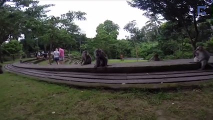 Cheeky Monkey Takes Selfie With Tourist
