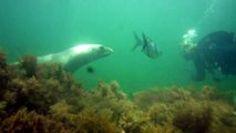 Diving with Australian Sea Lions