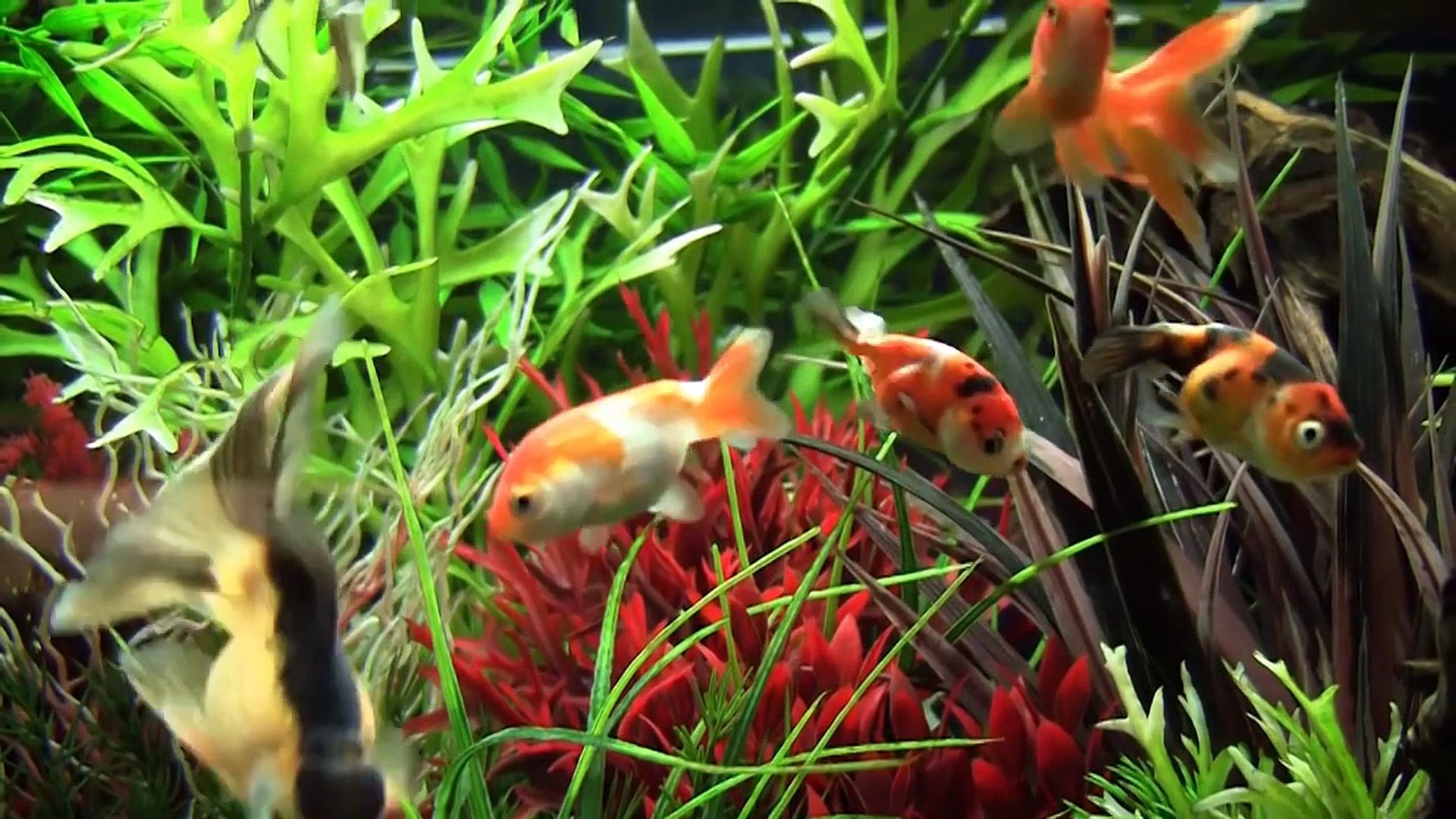 ⁣Setting up a Goldfish Aquarium