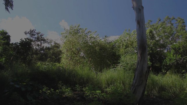 3/ la danse des feuilles Je marche dans la beauté promenade chorégraphique compagnielucmaubon.free.fr