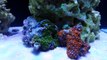 65 Gallon Reef Tank - First Fish & Corals