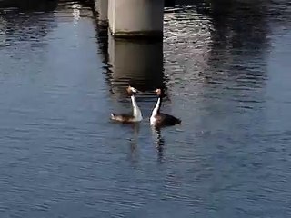 Great Crested Grebes (Podiceps cristatus) in war