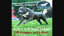 the biggest 10 month old, 135 lb  XXL Bully Pit Bull ever. Huge pitbull puppy!!