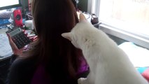 Funny White Cat Combing Mommy's Hair | Funny Pet Videos | Milkshake the Cute Kitty