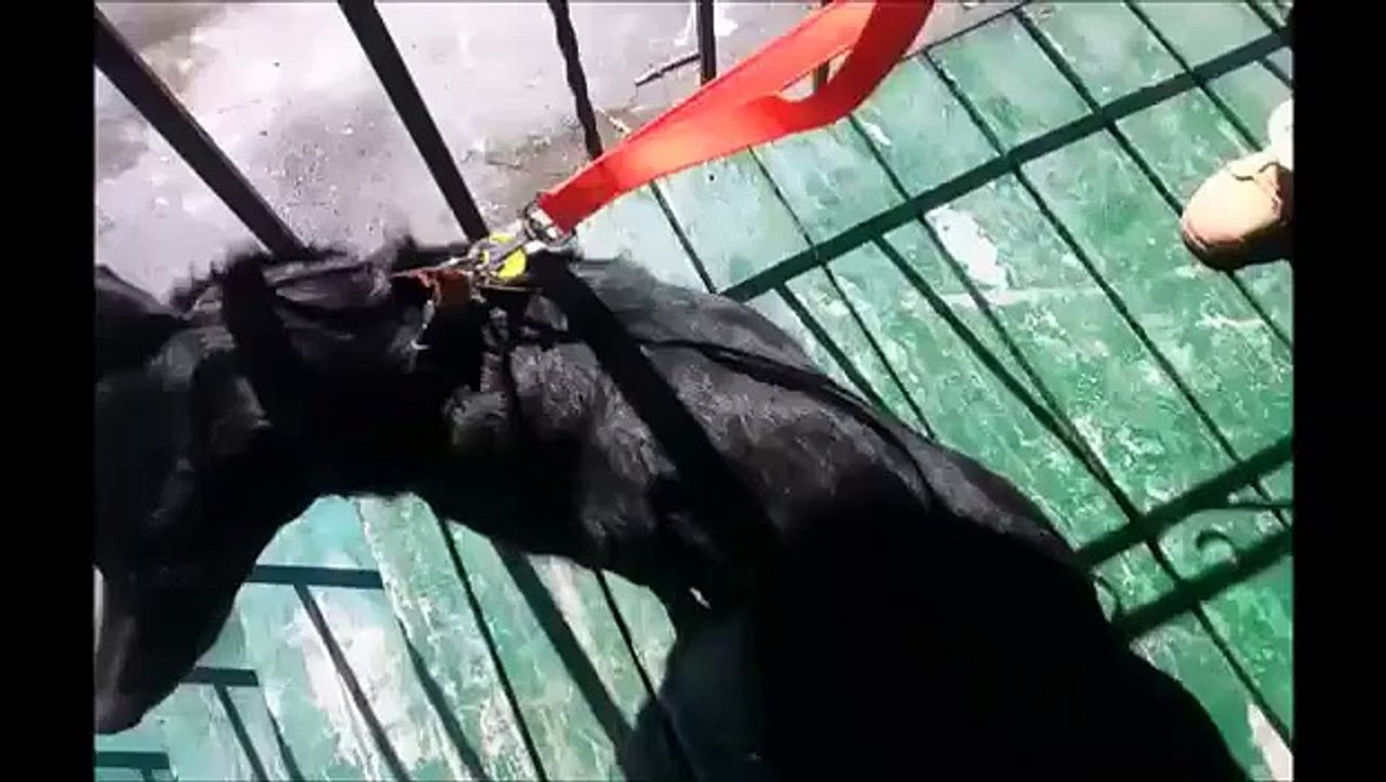Leash Work Demonstration | Kingston Dog Training