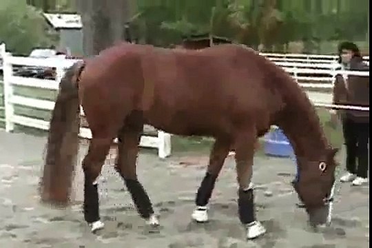 Dressage Horse For Sale - Wunderknabbe