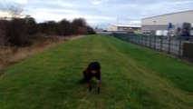 Rottweiler Chasing & Hunting For Squirrels & Rabbits!!!