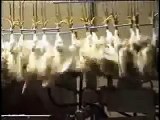 Matadero de pollos