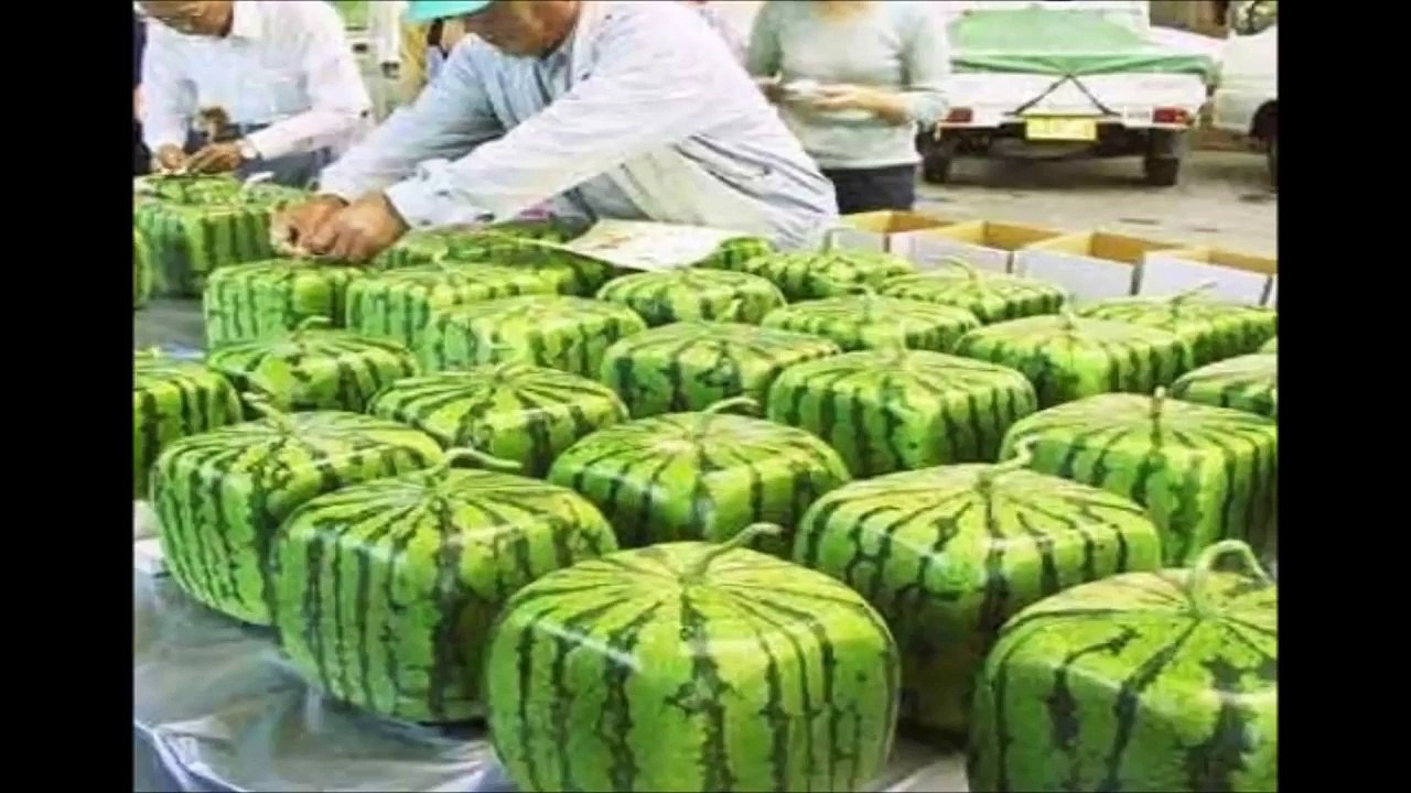 Japan Is Weird - Version 1 - Weird Japanese Videos - Weird Japan