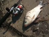 おかっぱりデカイフナゲット！なぜかハゼも。。。Japanese　Fishing　Crucian carp