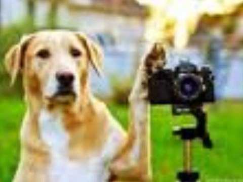 50 Lustige und süsse Tier und Haustierbilder! Best Of Pet funny 2011.wmv