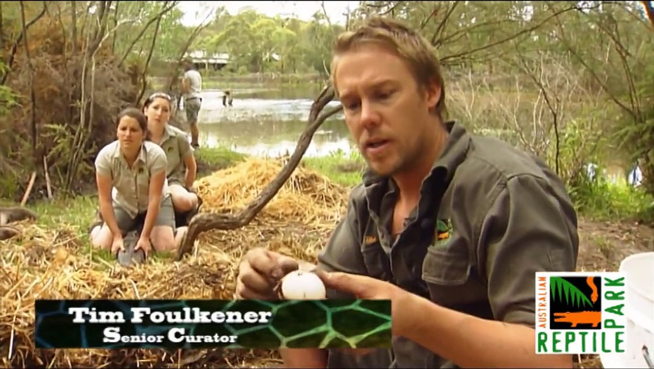 Alligator Egg Raid - Australian Reptile Park - Central Coast NSW