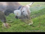 Vacas y toros en paisaje de Cantabria