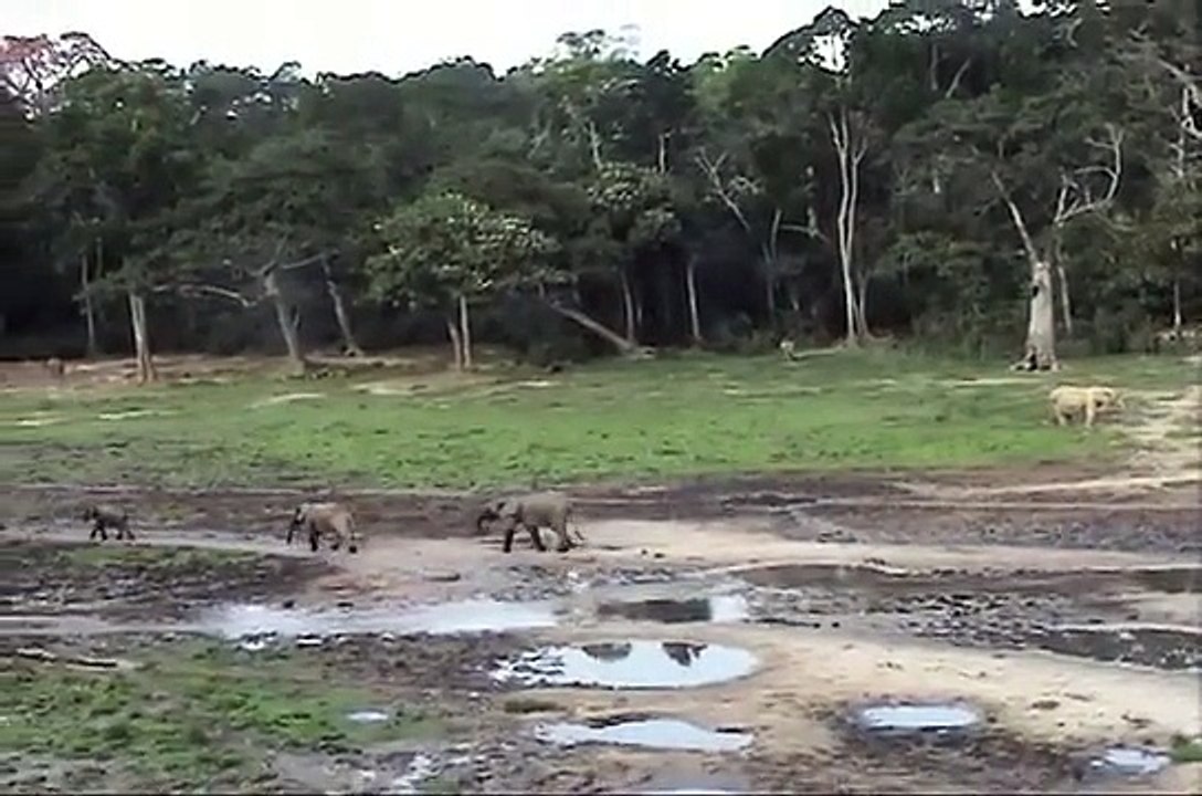 Village of the Elephants In Dzanga-Sangha Forest Reserve | Video