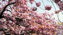 Celebrating Spring with Japanese Cherry Blossoms: A Brooklyn Tradition | MetroFocus