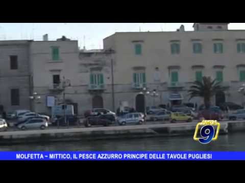 MOLFETTA | Mittico, il pesce azzurro principe delle tavole pugliesi