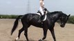 CABALLO HANNOVERIANO EN VENTA www.heckerhorse.com VENDIDO!!!!!!!!!!!!!!!!!