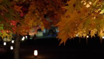 Prёcioυ§ - ｲ尹藤田奈 at KYOTO 高雄山 神護寺 '14秋ライトアップ