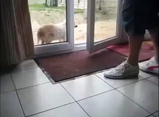 Самый воспитанный пес в мире