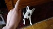 Hand sign tricks DEAF boston terrier