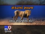 8 lions killed in Gujarat floods, 40 still missing - Tv9 Gujarati