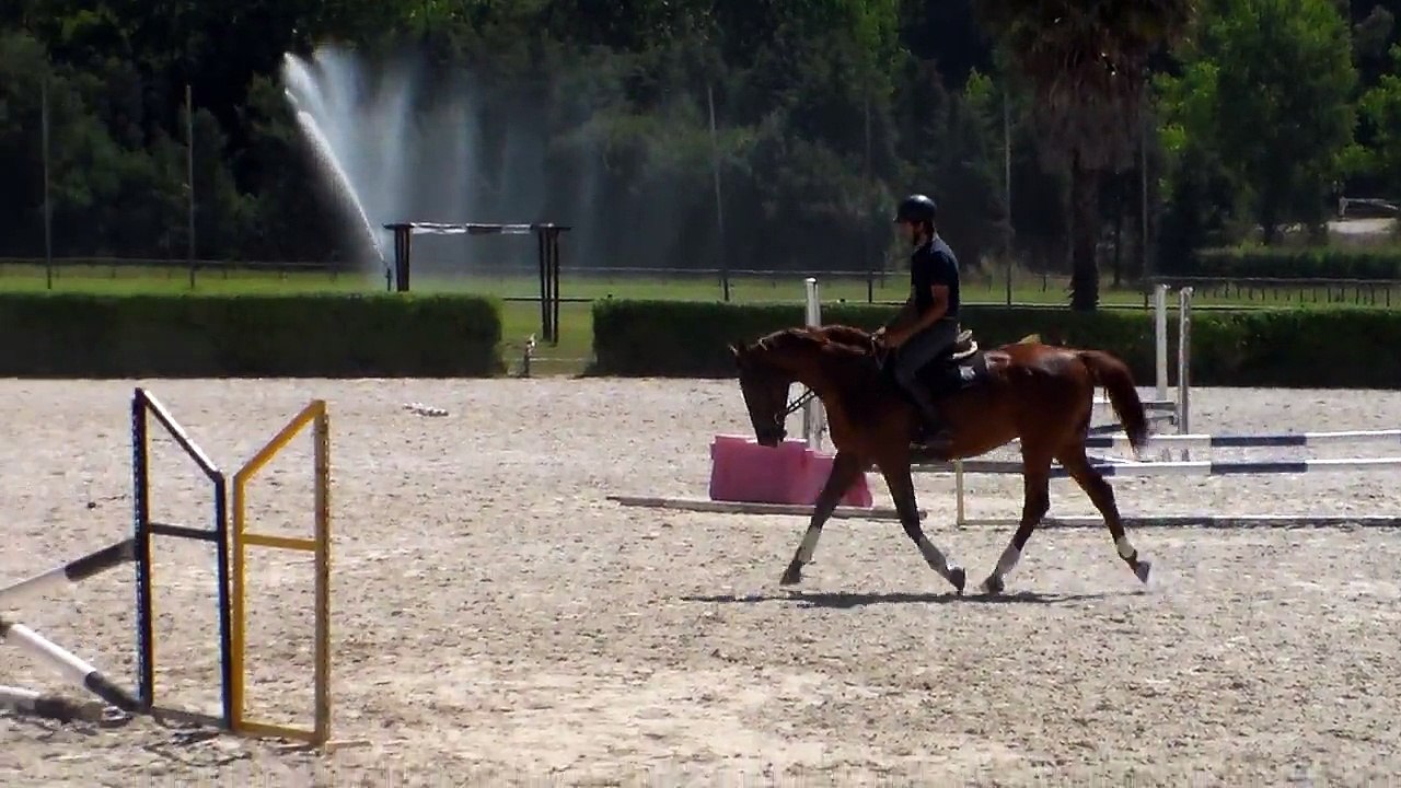 Sporthorse.pt