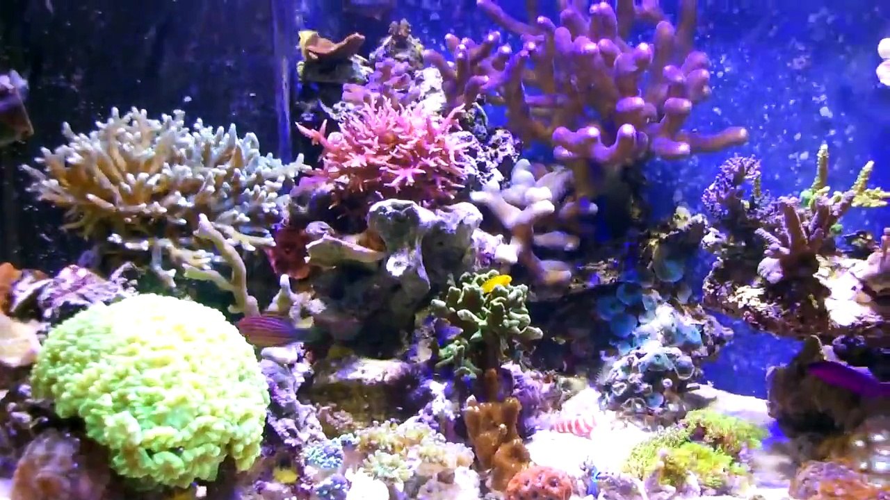 aquarium.MP4