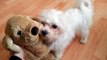 Cute little Maltese dog puppy Luna and her friend (original)