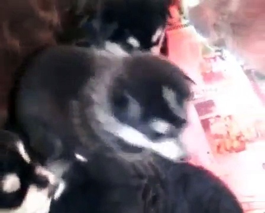 Alaskan Malamute puppies