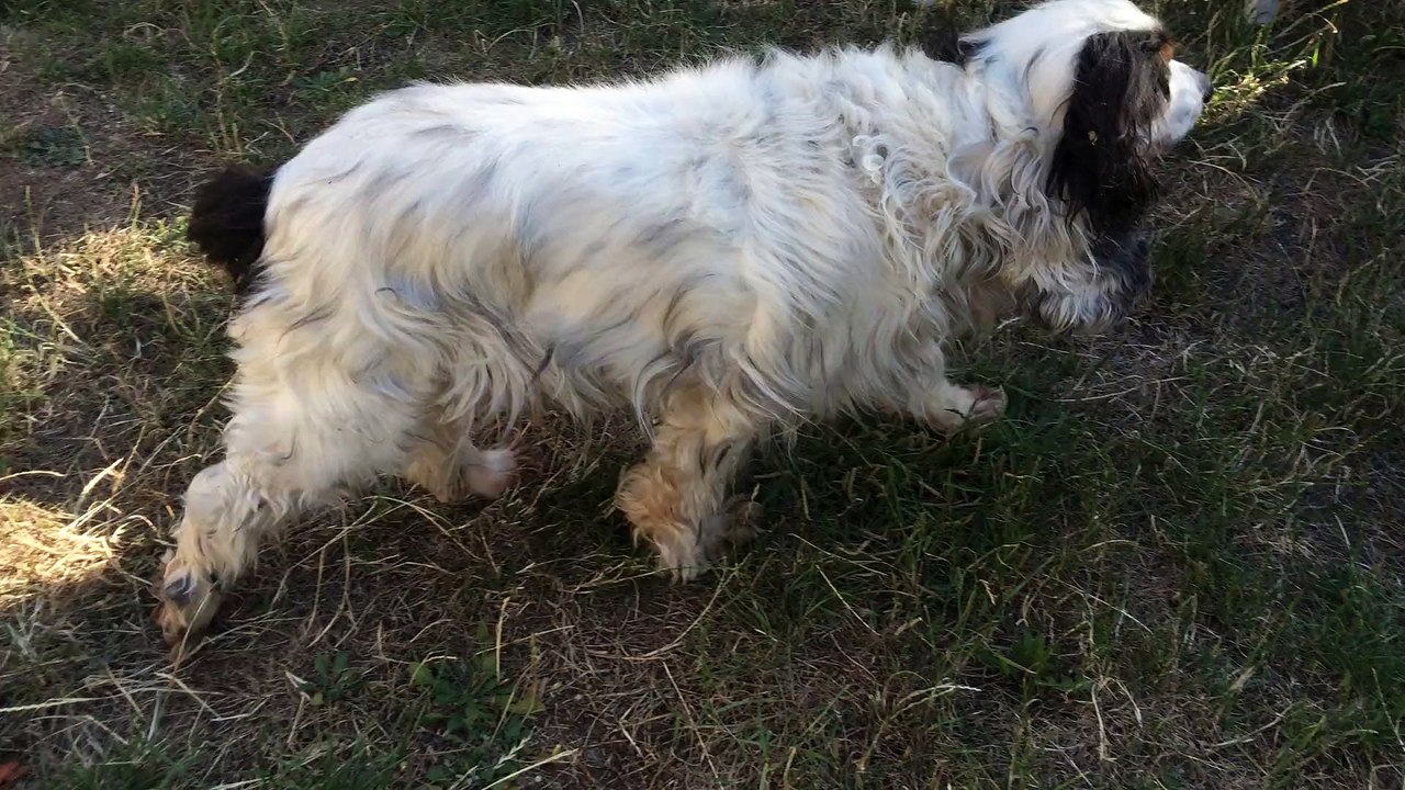 Cocker à toiletter