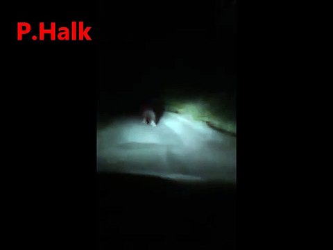 Önlerine çıkan ayıyı böyle kovaladılar