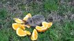 Riccio smarrito mangia arancio - Lost baby Hedgehog eating orange