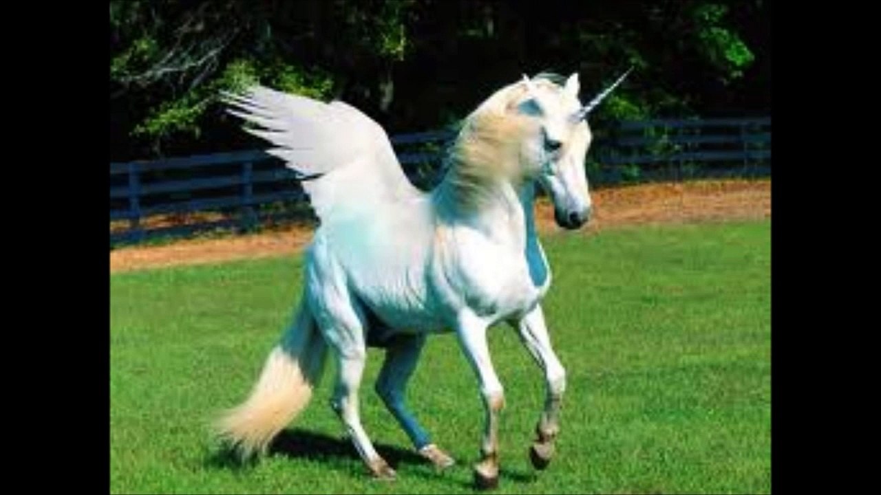 Unicorns: Real or Fake?