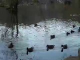 シンクロするカモ Synchronized Swimming by the duck～Solo&Duet&Team 1