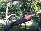 Salvaging the peaches or How NOT to take care of fruit trees -- ARGH!