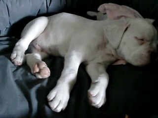 White boxer pup dreaming