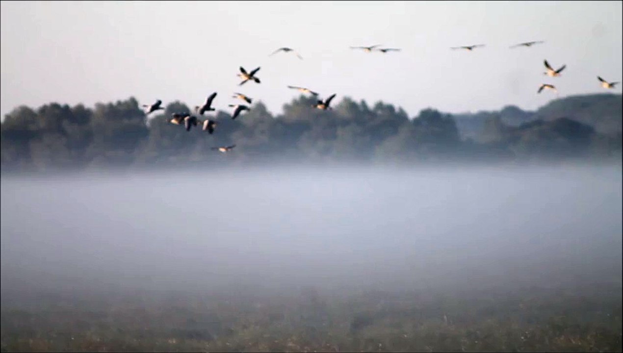 Marais du Lac de Grand Lieu Le: 28-06-2015