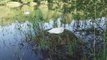 Forest of Dean - Swans nesting on Cannop pond