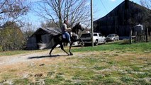 SOLD! padded tennessee walking horse for sale